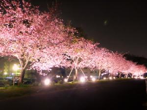 おやま思川桜ライトアップ